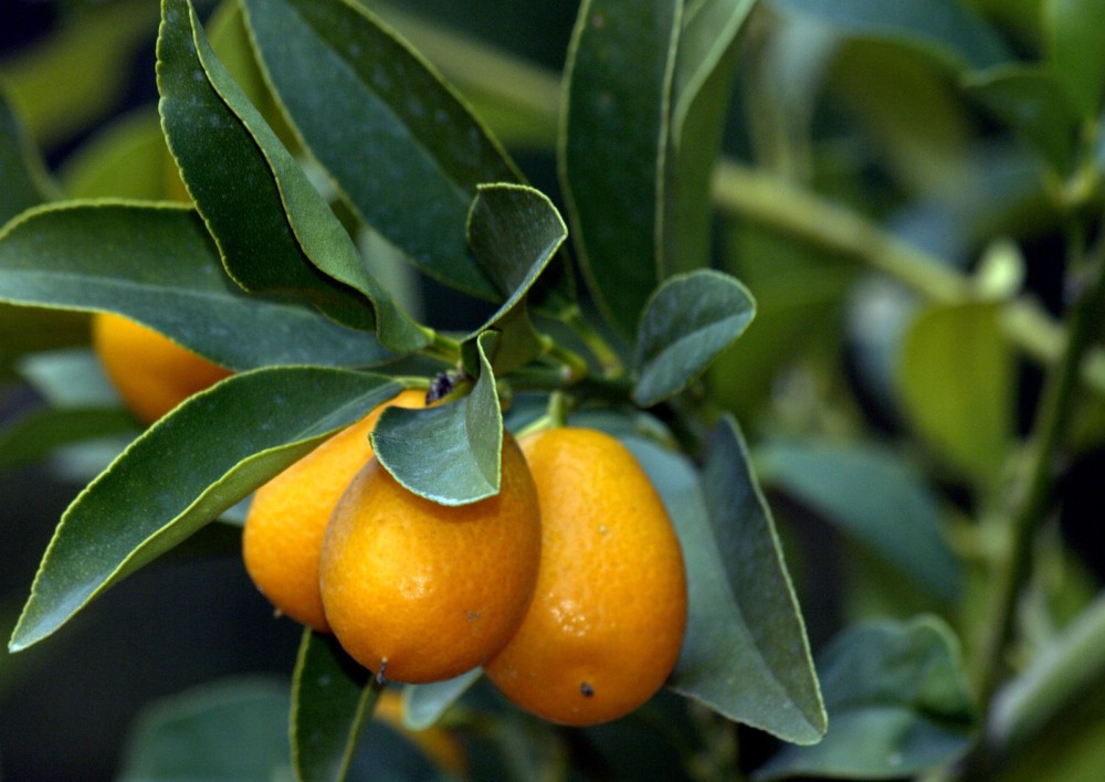 Kumquat